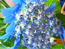 花の日3